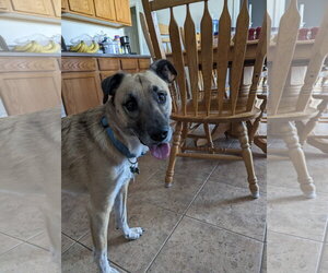 MILO#8 - Male Anatolian Shepherd Dog for Adoption - Photo #2