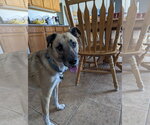 Small #1 Anatolian Shepherd