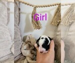 Puppy Light pink Sheepadoodle