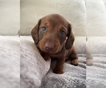 Small Photo #4 Dachshund Puppy For Sale in LA JOLLA, CA, USA