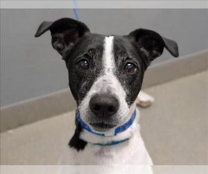 Mutt Dogs for adoption in Las Vegas, NV, USA