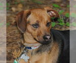 Small #2 Feist Terrier Mix