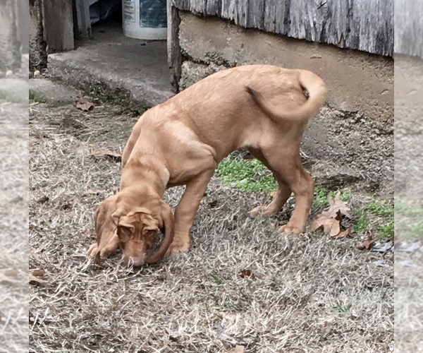 Medium Photo #6 Bloodhound Puppy For Sale in JOPLIN, MO, USA