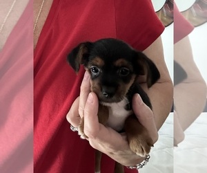 Chorkie-Yorkshire Terrier Mix Puppy for sale in VIRGINIA BEACH, VA, USA