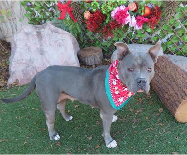 Medium Photo #1 Mutt Puppy For Sale in Oklahoma City, OK, USA