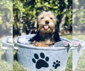 Yorkshire Terrier Puppy for sale in LOS ANGELES, CA, USA