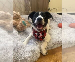 Collie-Unknown Mix Dogs for adoption in Springdale, PA, USA