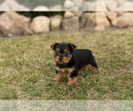 Small Photo #4 Yorkshire Terrier Puppy For Sale in MILLERSBURG, IN, USA