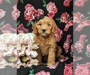Goldendoodle (Miniature) Puppy for sale in OXFORD, PA, USA