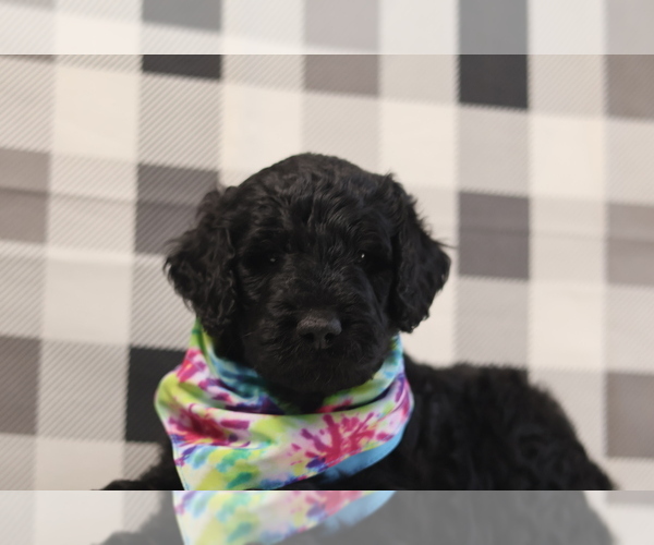 Medium Photo #7 Goldendoodle Puppy For Sale in MANCHESTER, CT, USA