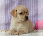Small Photo #27 Labrador Retriever Puppy For Sale in SYRACUSE, IN, USA