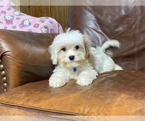 Cavapoo Puppy for sale in CAMPBELLSVILLE, KY, USA