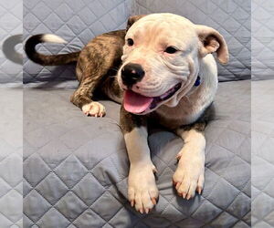 American Bulldog-American Staffordshire Terrier Mix Dogs for adoption in Bristol, CT, USA