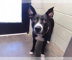 Mutt Dogs for adoption in Tulsa, OK, USA