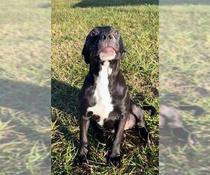 Boxer-Unknown Mix Dogs for adoption in Rosenberg, TX, USA