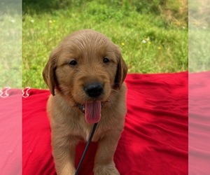 Golden Retriever Puppy for sale in LATTA, SC, USA