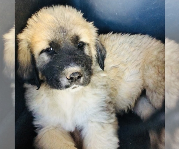 Medium Photo #6 Caucasian Shepherd Dog Puppy For Sale in MESA, AZ, USA
