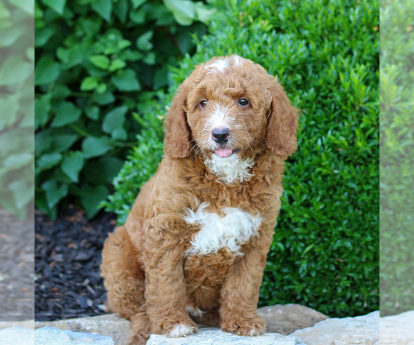 Medium Photo #6 Goldendoodle (Miniature) Puppy For Sale in LITITZ, PA, USA