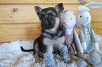 Small Photo #3 German Shepherd Dog Puppy For Sale in HONEY BROOK, PA, USA