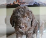 Puppy Aspen Labradoodle