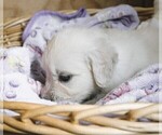 Small #2 English Cream Golden Retriever