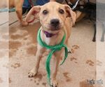 Small #4 Labrador Retriever Mix