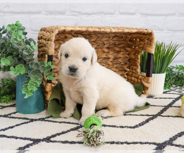 Medium Photo #3 English Cream Golden Retriever Puppy For Sale in SYRACUSE, IN, USA