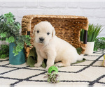 Small #2 English Cream Golden Retriever