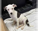 Small #1 Collie-German Shepherd Dog Mix