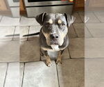 Small #34 American Staffordshire Terrier Mix