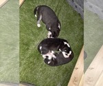 Small #22 Siberian Husky