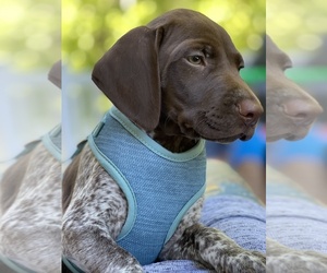 German Shorthaired Pointer Puppy for sale in WALDORF, MD, USA