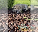 Small Photo #5 English Bulldog Puppy For Sale in COVINGTON, WA, USA