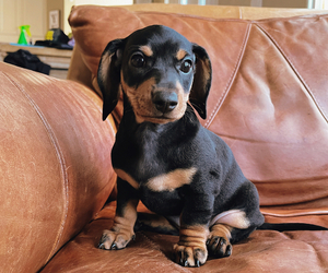 Dachshund Puppy for Sale in NEW PORT RICHEY, Florida USA