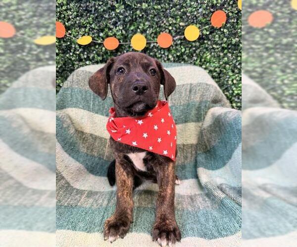 Medium Photo #1 Labrador Retriever-Unknown Mix Puppy For Sale in Corpus Christi, TX, USA