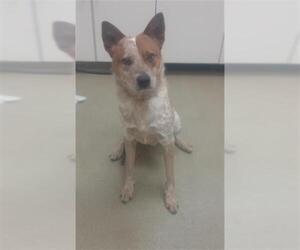 Australian Cattle Dog Dogs for adoption in Santa Maria, CA, USA