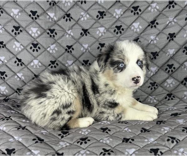 Medium Photo #79 Australian Shepherd Puppy For Sale in SALISBURY, NC, USA
