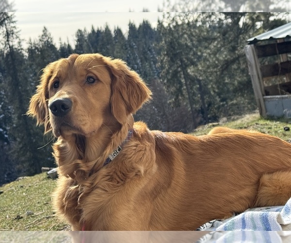 Medium Photo #1 Golden Retriever Puppy For Sale in COEUR D ALENE, ID, USA