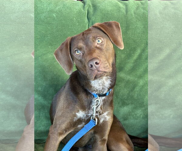 Medium Photo #4 German Shorthaired Lab Puppy For Sale in Wakefield, RI, USA
