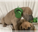 Small Photo #7 Great Dane Puppy For Sale in TWAIN HARTE, CA, USA