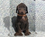 Small Photo #4 Doberman Pinscher Puppy For Sale in BARNETT, MO, USA
