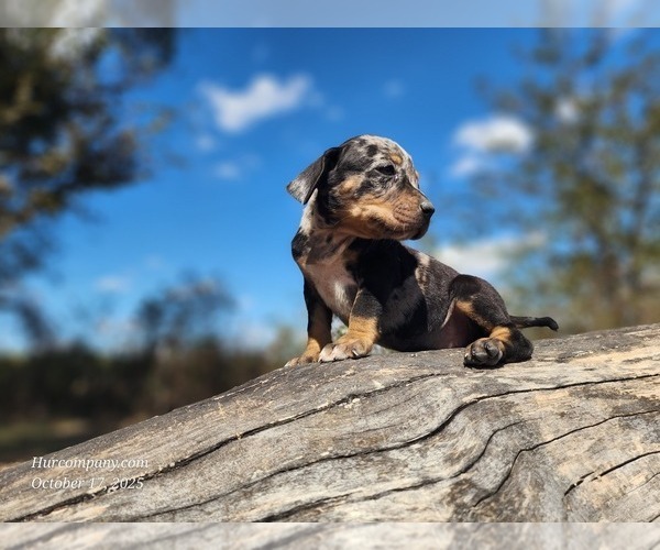 Medium Photo #13 Catahoula Leopard Dog Puppy For Sale in CUMBY, TX, USA