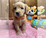 Small Photo #14 Golden Retriever Puppy For Sale in NEOLA, WV, USA