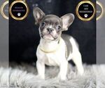 Puppy Bruno AKC French Bulldog