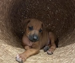 Small Photo #76 Rhodesian Ridgeback Puppy For Sale in BOERNE, TX, USA