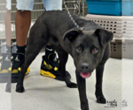 Small #3 Labrador Retriever-Retriever  Mix