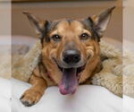 Small #8 German Shepherd Dog Mix