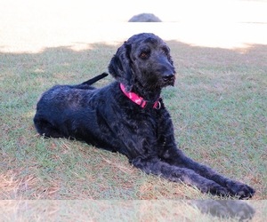 Mother of the Goldendoodle puppies born on 09/19/2025