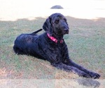 Small Photo #1 Goldendoodle Puppy For Sale in RED OAK, TX, USA