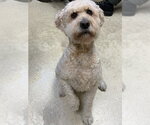 Small Goldendoodle